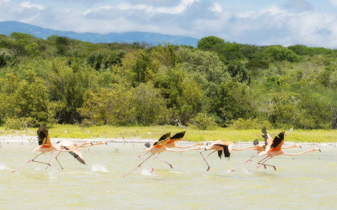 Dominikanische Republik. Der Südwesten 17 Flamingos im Jaragua Nationalpark Dominikanische Republik