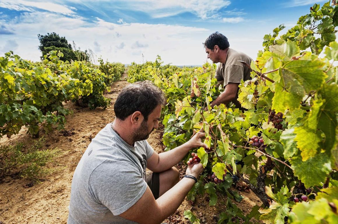 Weinberg, Costa Navarino