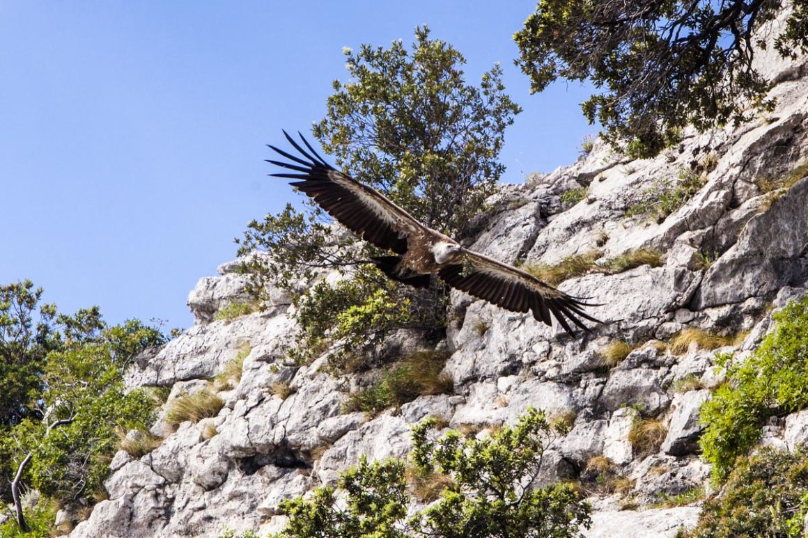 Lošinj. Dufte Insel! 26 Beli im Nordosten von Cres mit Geierkolonie