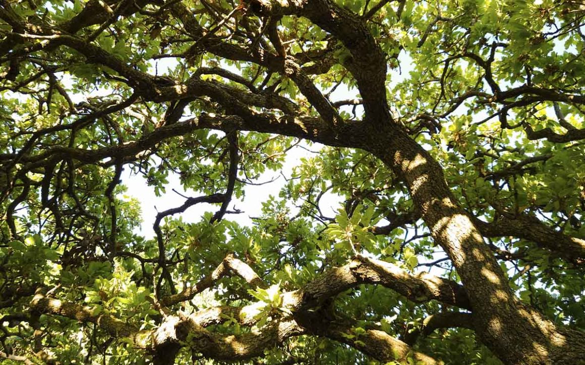 Baum, Eiche, Tinos