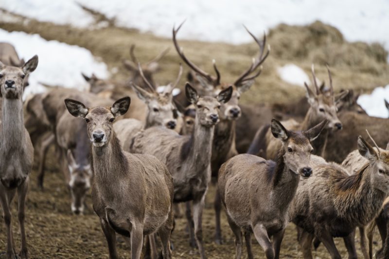 Oberösterreich, Winter, Outdoor, Rehe