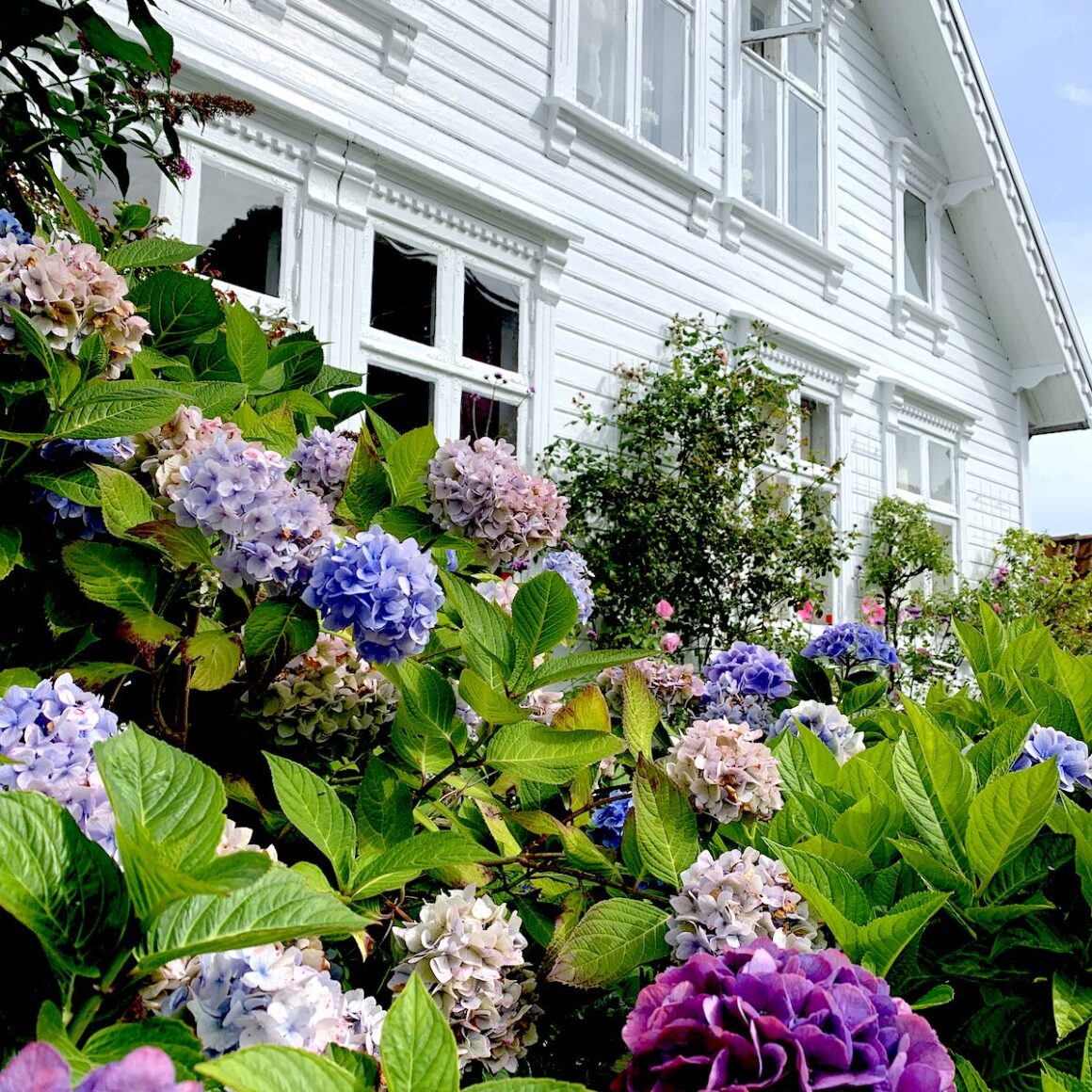 Norwegen Landgang Gamle Stavanger Altstadt Holzhaus Blumen