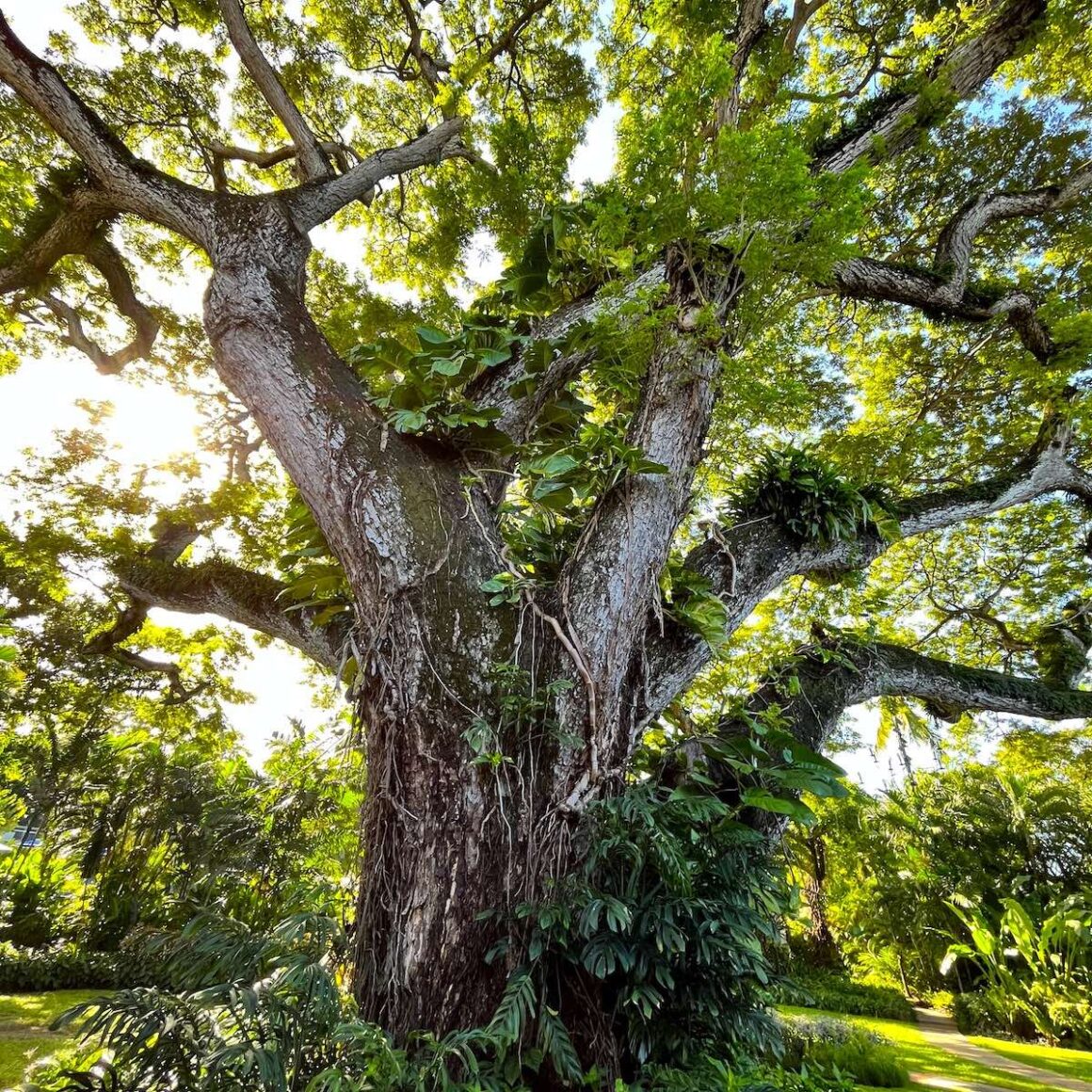 Baum-Methusalem hinter der Malabar Beach