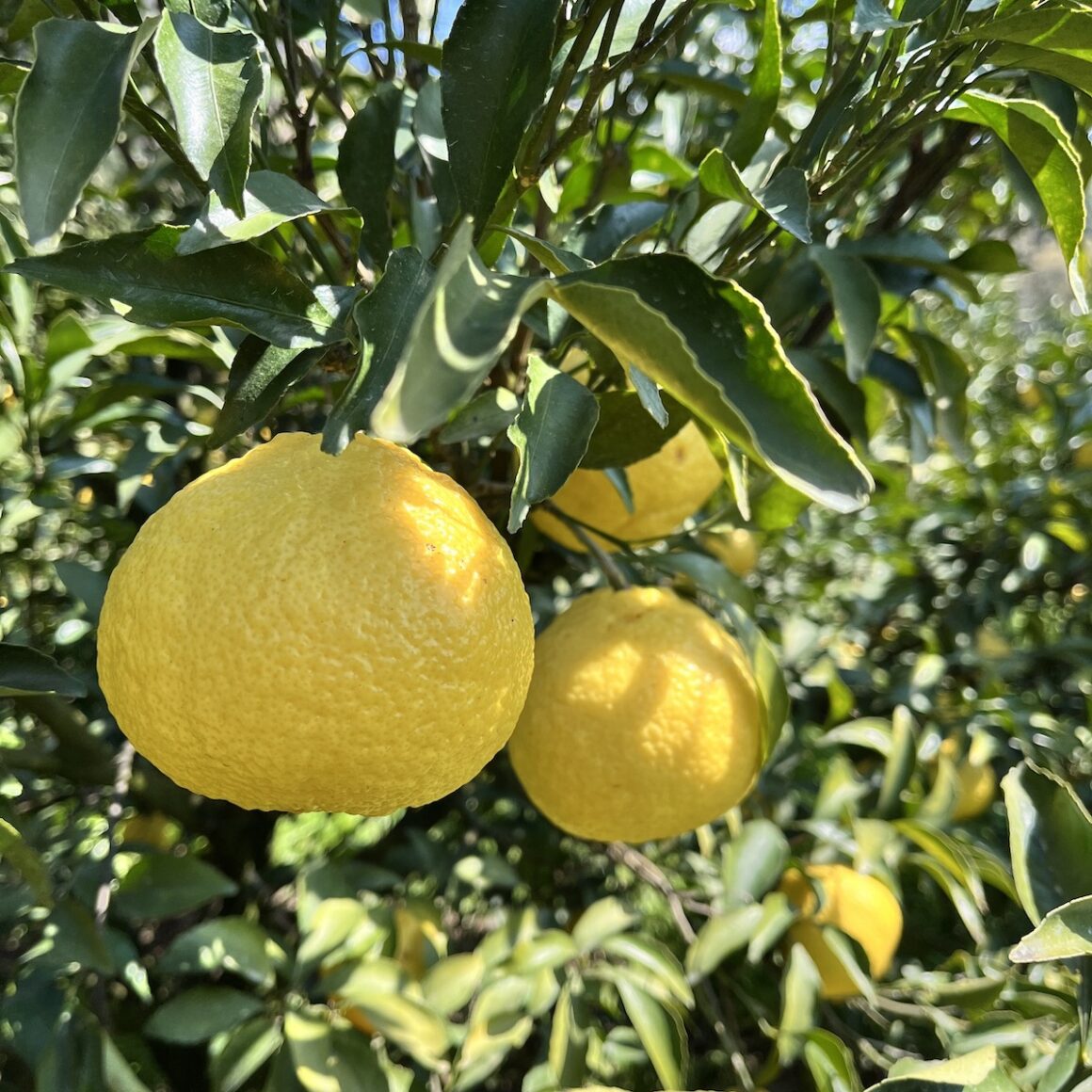 Shikoku. Japans schönstes „Abseits“ 19 Akahama Minkan Plantage Shikoku