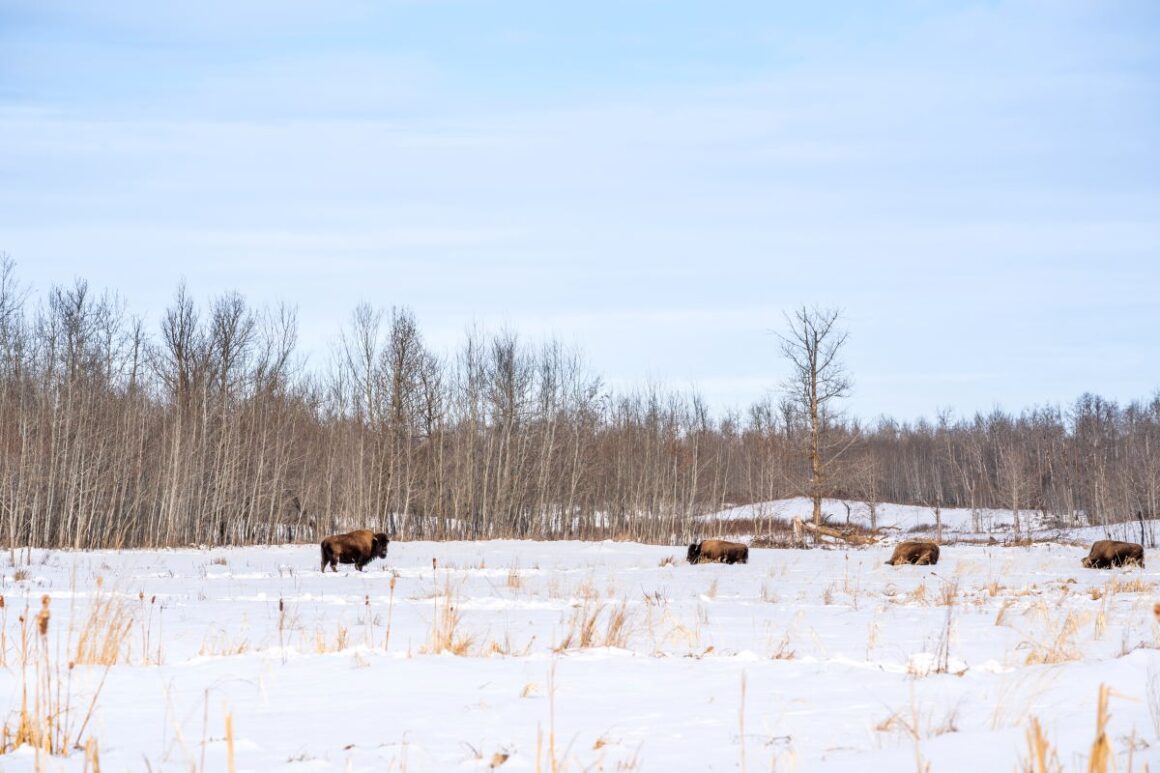 bisonherde winter elk island nationalpark alberta