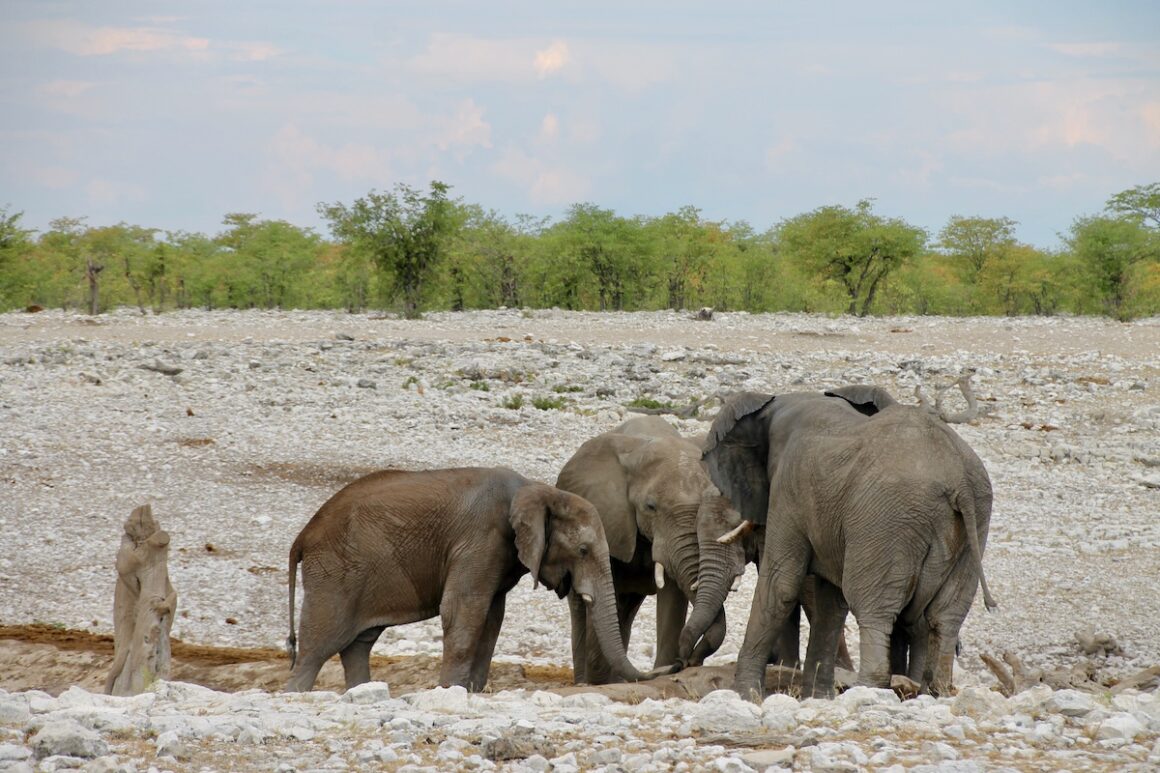 Namibia. 9 x Woooow! 14 Namibia, Etosha, Elefanten, Wildlife