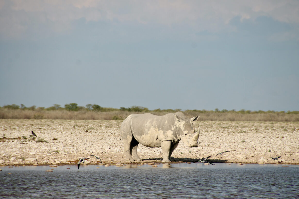 Namibia. 9 x Woooow! 13 Namibia, Etosha, Nashorn