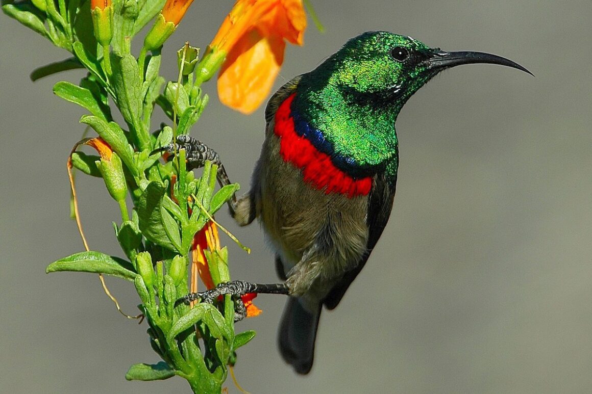 Kapregion, Südafrika. Wellen, Wein und wilde Wurzeln 9 Grootbos, Südafrika, Kapregion, Wildlife, Flower
