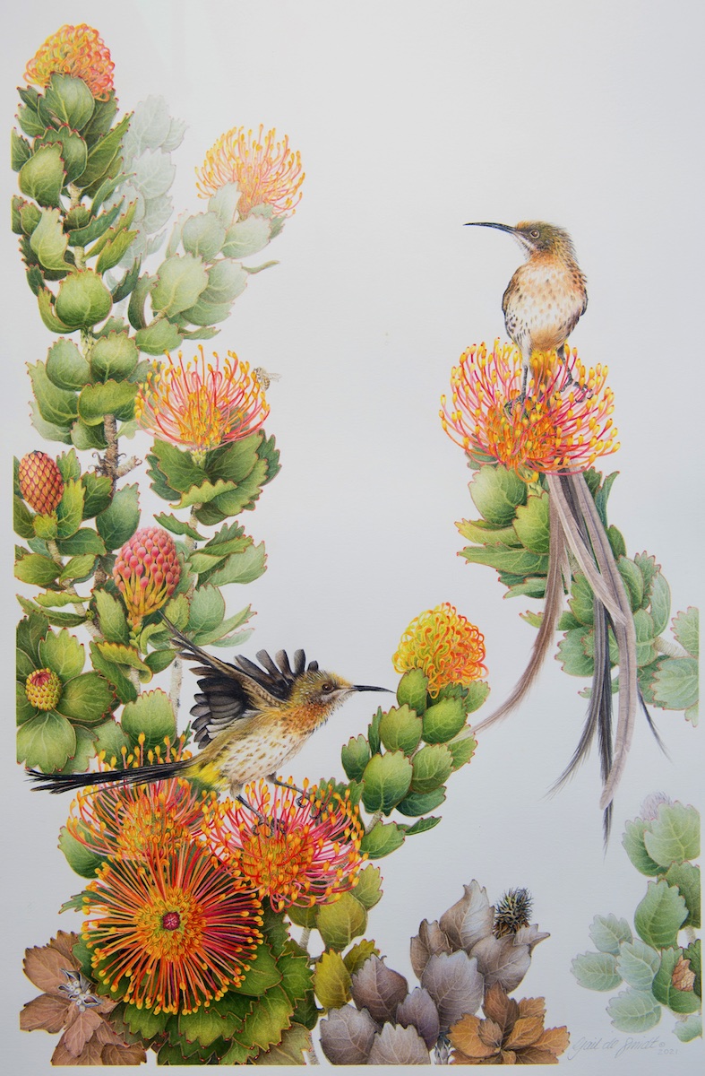 Kapregion, Südafrika. Wellen, Wein und wilde Wurzeln 11 Grootbos, Südafrika, Kapregion, Wildlife, Flower