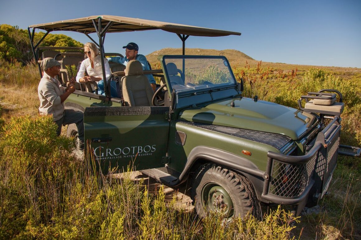 Kapregion, Südafrika. Wellen, Wein und wilde Wurzeln 21 Grootbos, Südafrika, Kapregion, Lodge, Wildlife, Safari