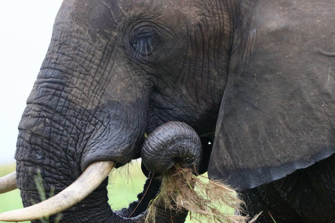 Caprivi. Namibia in Grün 12 Caprivi, Namibia, Wildlife