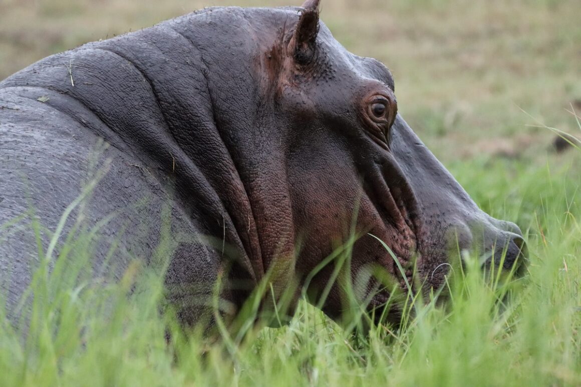Caprivi. Namibia in Grün 17 Caprivi, Namibia, Wildlife