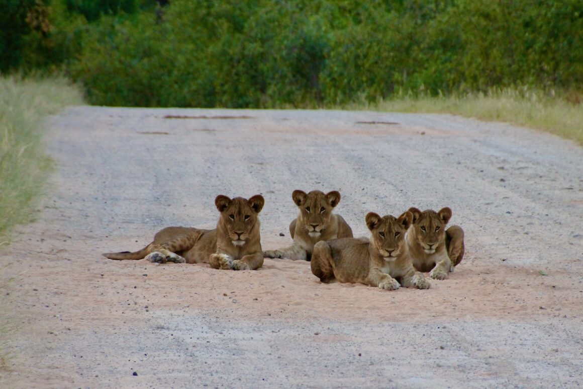 Caprivi. Namibia in Grün 11 Caprivi, Namibia, Wildlife