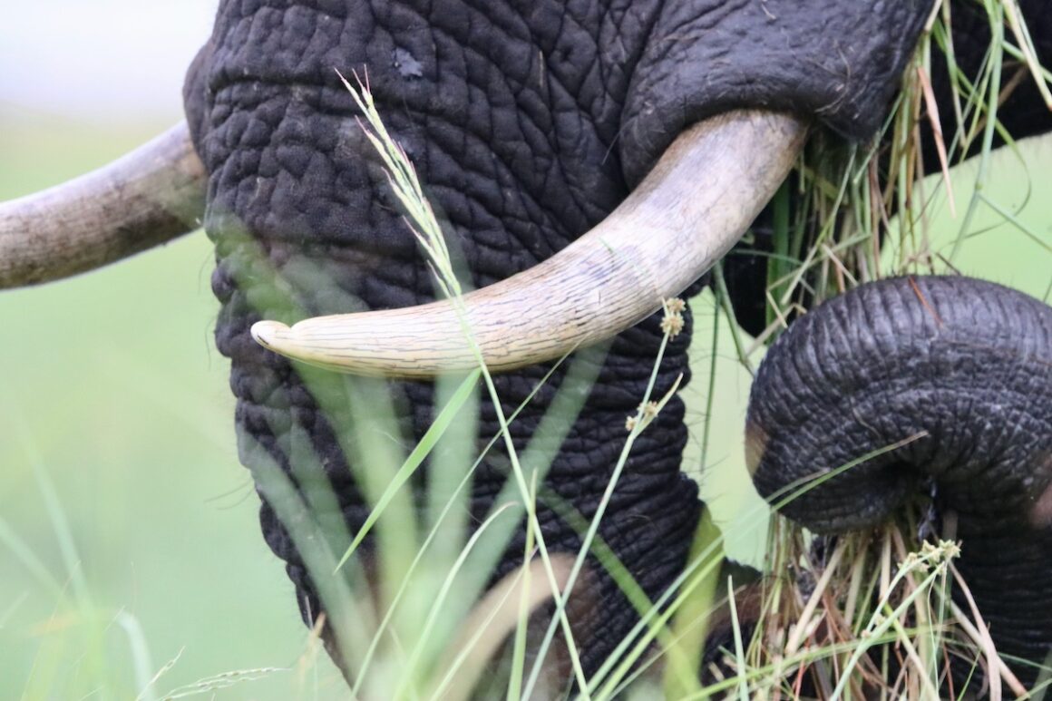 Caprivi. Namibia in Grün 16 Caprivi, Namibia, Wildlife