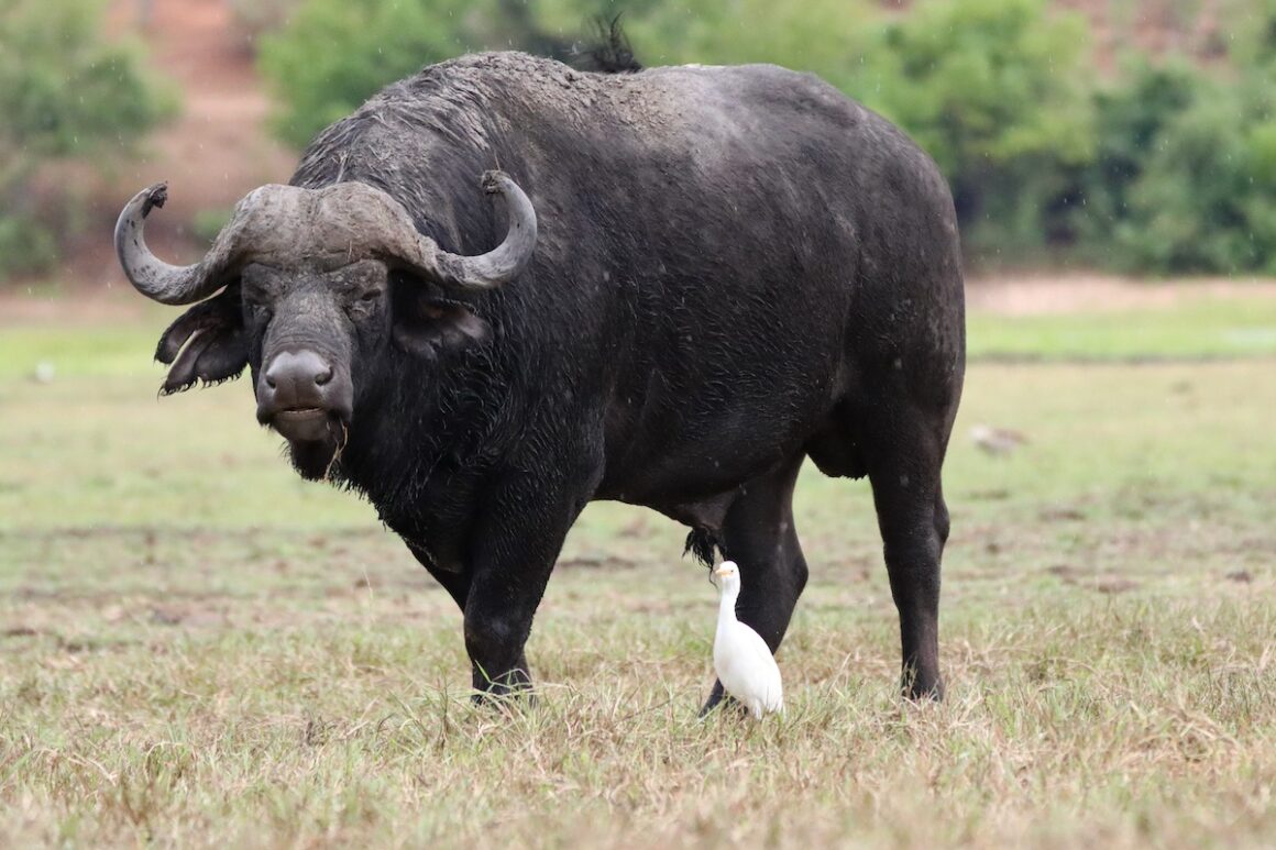 Caprivi. Namibia in Grün 8 Caprivi, Namibia, Wildlife