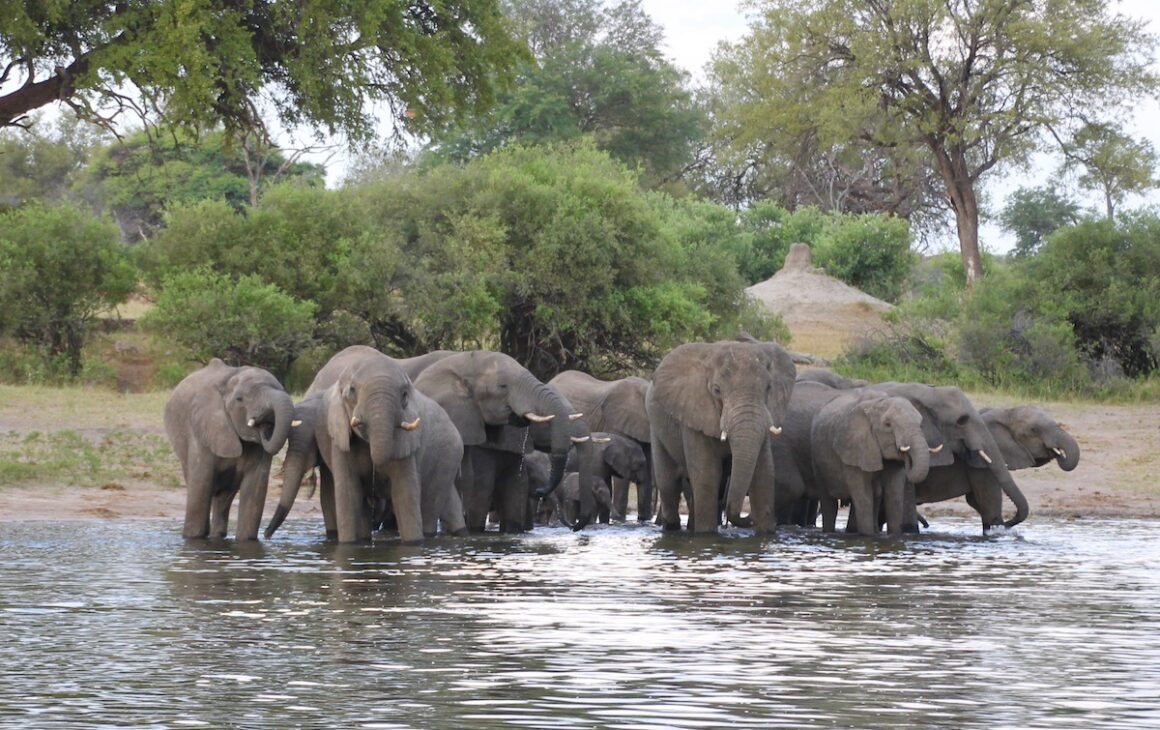 Caprivi. Namibia in Grün 18 Caprivi, Namibia, Wildlife