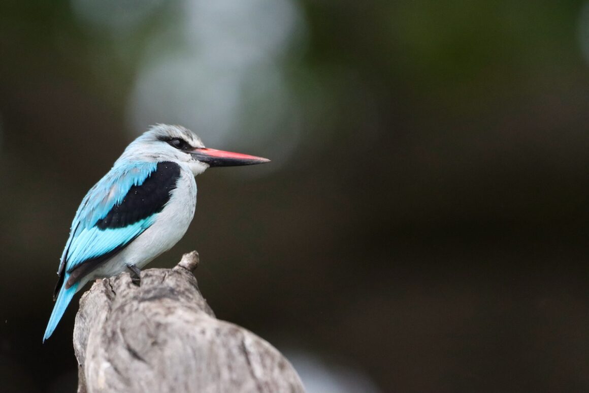 Caprivi. Namibia in Grün 15 Caprivi, Namibia, Wildlife