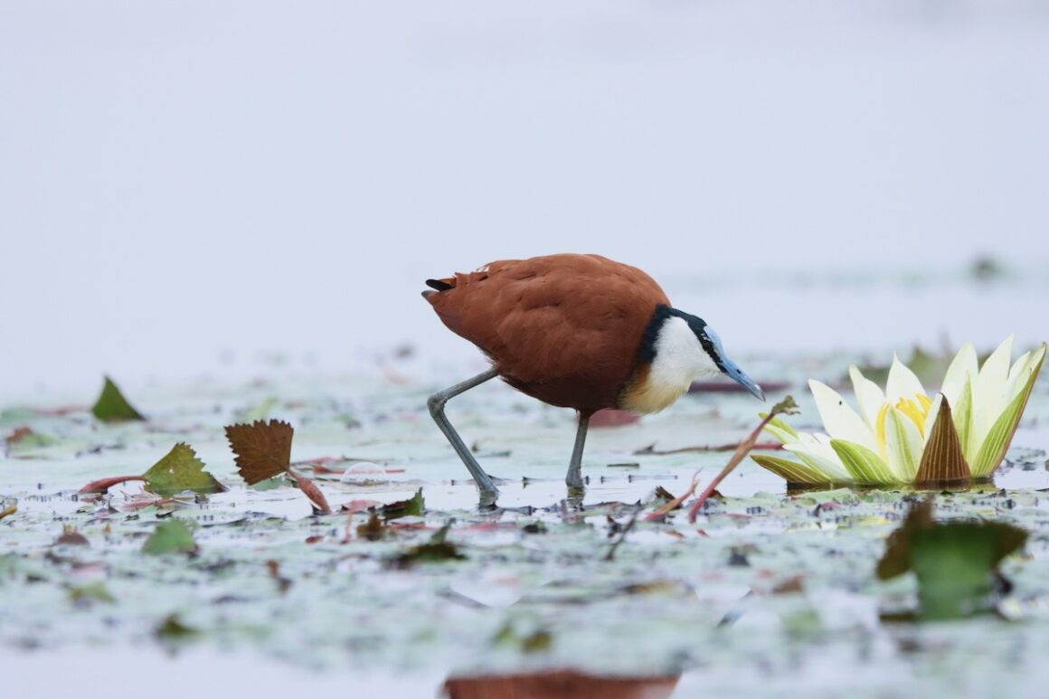 Caprivi. Namibia in Grün 13 Caprivi, Namibia, Wildlife