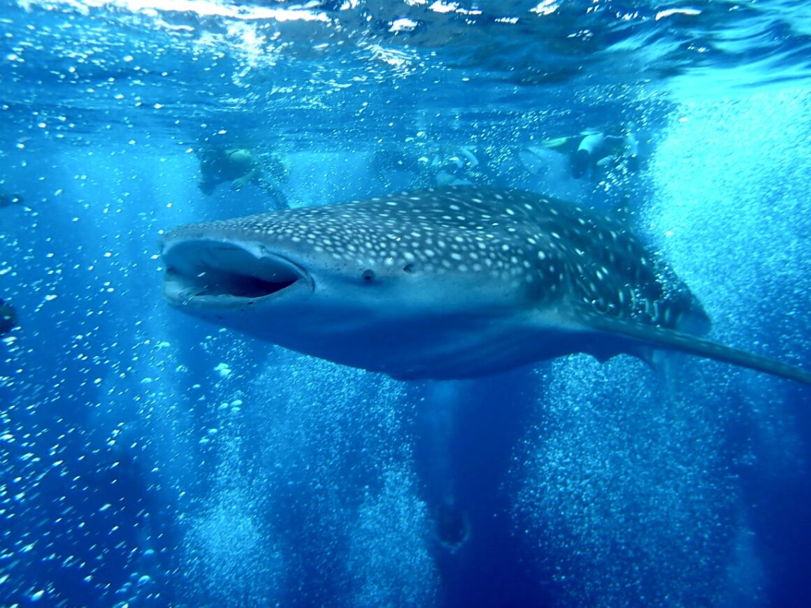 Machchafushi Island Resort Maldives. Tierisch schön! 14 Centara Grande Island Resort & Spa Maldives Walhai Whake Shark vor Dhigurah Review test