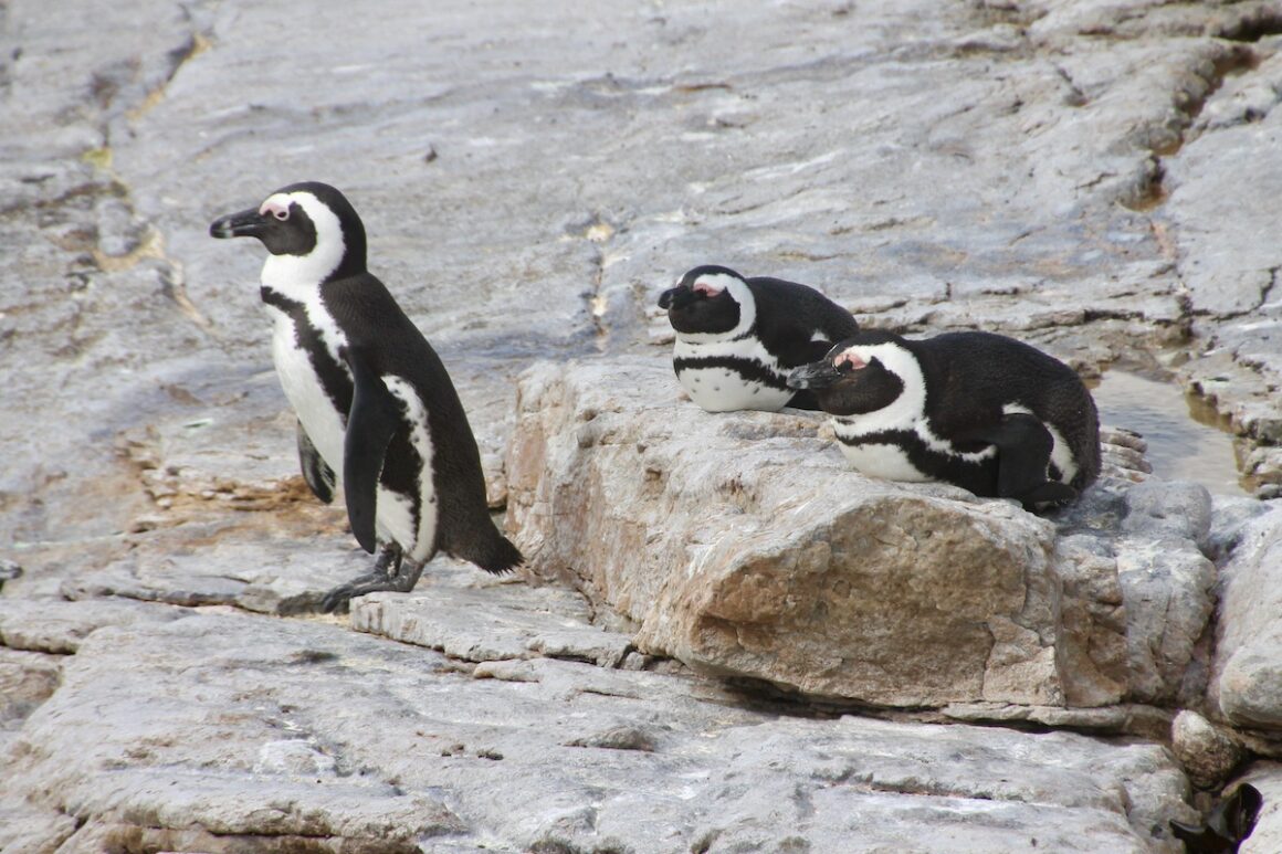 Kapregion, Südafrika. Wellen, Wein und wilde Wurzeln 6 Kapregion, Südafrika, Bettys BAy