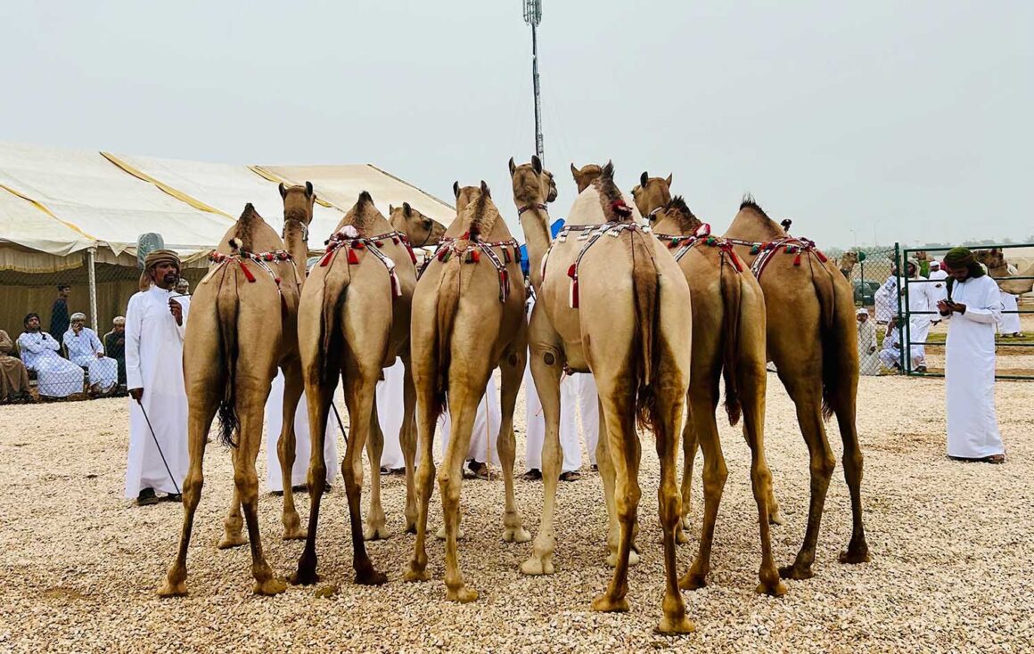 Salalah. Arabia Felix im Nieselregen 18 Kamele, Salalah, Oman