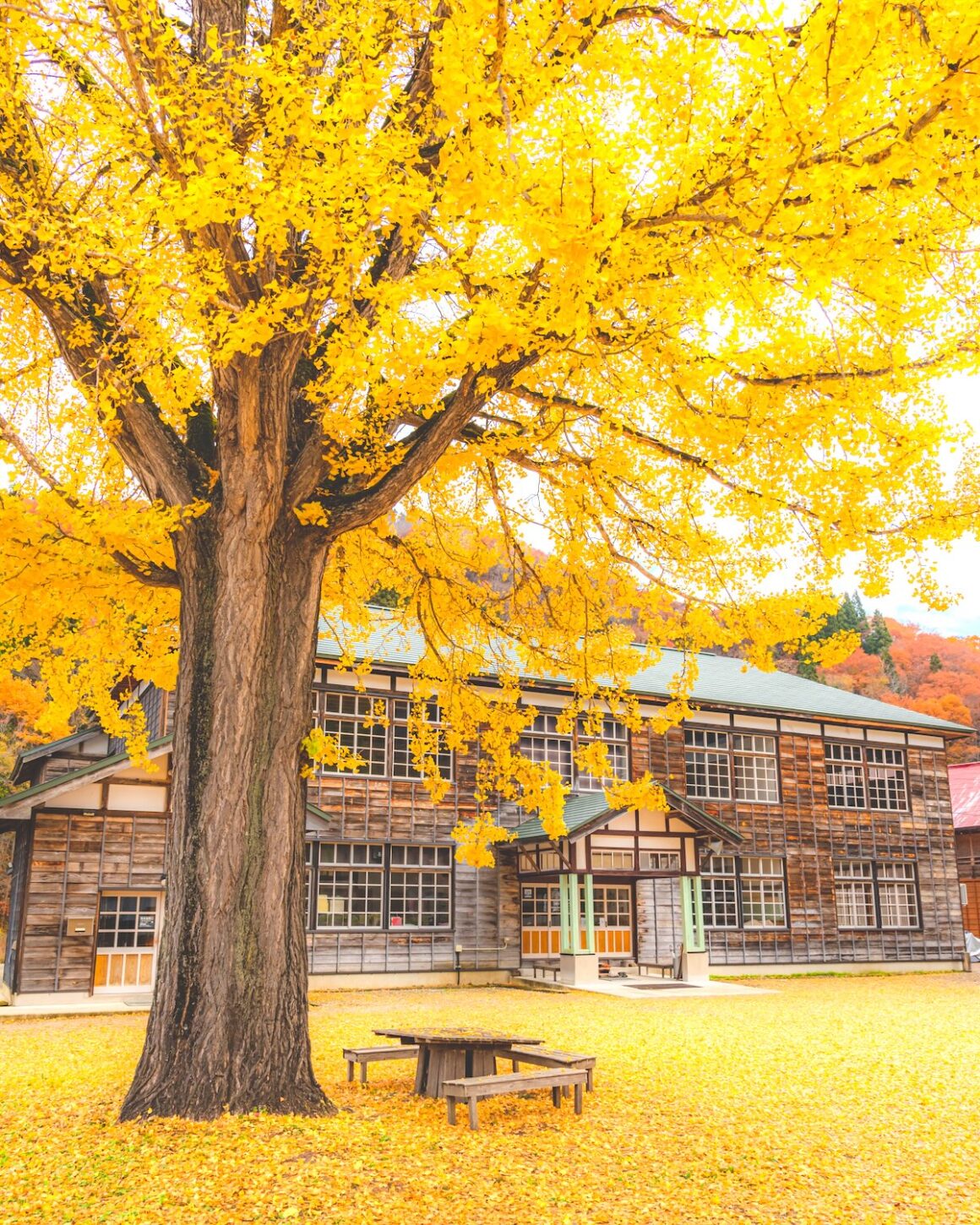 Japan. Geheimtipp Tohoku 16 Tohoku der legendäre Ginkobaum der Kumaru-Grundschule im Ort Kuimaro