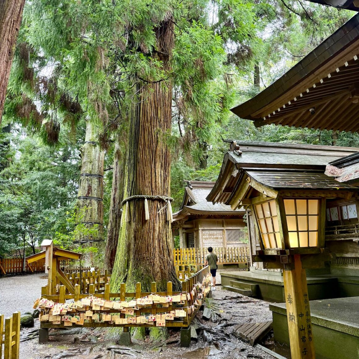 Kyushu. Japans Küstbarkeiten 5 Kyushu Japan Reisetipps Takachiho-jinja liegt unter majestätischen, fast 40 Meter hohen und bis zu 1.000 Jahre alte Sugi-Zedern. Der sogenannte Meoto-sugi