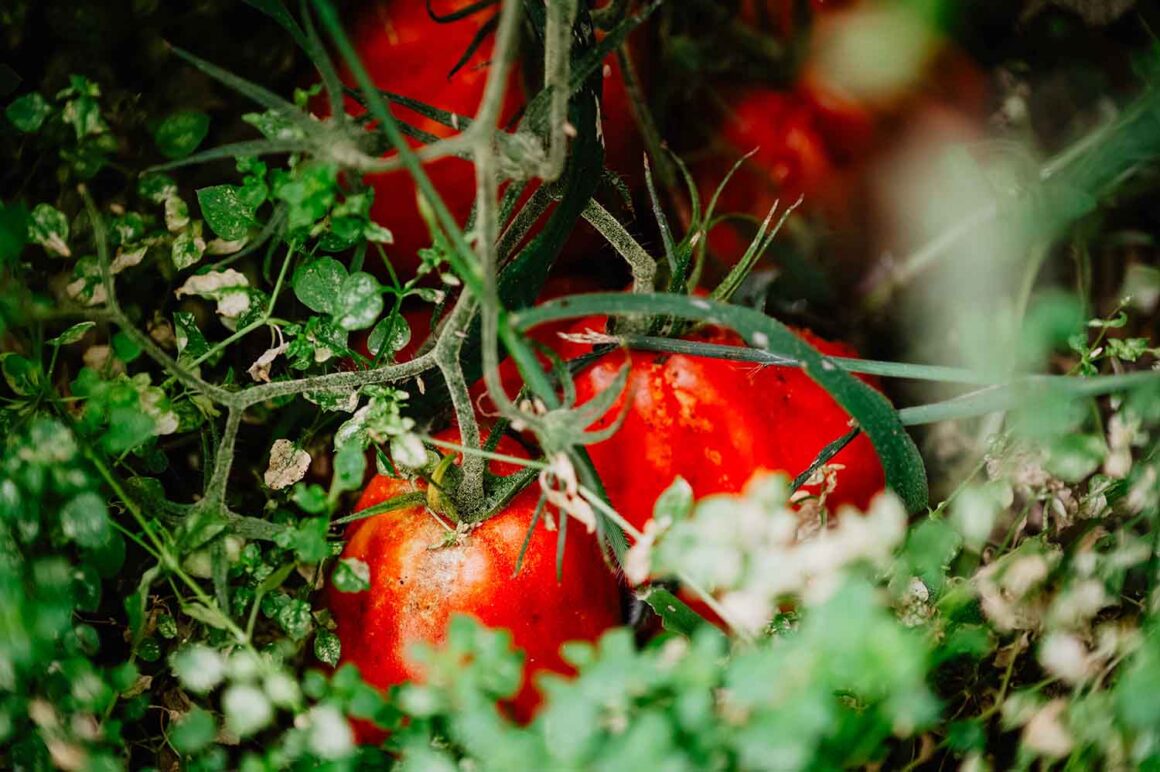 Lugano: 10 persönliche Reise-Tipps 18 Tomaten, azienda agricola bianchi-arogno-tessin